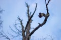 Silhouette of a dead tree against a blue sky. Outline of bare branches and branches. Dark vision of the earth. Ecology