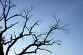 Silhouette of a dead tree against a blue sky Royalty Free Stock Photo