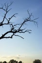 Silhouette of a dead tree against a blue sky Royalty Free Stock Photo