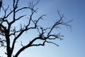 Silhouette of a dead tree against a blue sky Royalty Free Stock Photo