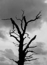 Silhouette of a dead tree against a dark sky