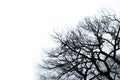 Silhouette dead tree in autumn isoloted on white background. Royalty Free Stock Photo