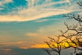 Silhouette dead tree on beautiful sunrise on golden sky. Background for peaceful and tranquil concept. Light for hope Royalty Free Stock Photo