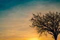 Silhouette dead tree on beautiful sunset or sunrise on golden sky. Background for peaceful and tranquil concept. Light for hope