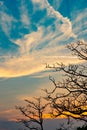 Silhouette dead tree on beautiful sunset or sunrise on golden sky. Background for peaceful and tranquil concept. Light for hope