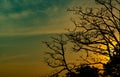 Silhouette dead tree on beautiful sunset or sunrise on golden sky. Background for peaceful and tranquil concept. Light for hope Royalty Free Stock Photo