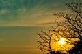 Silhouette dead tree on beautiful sunset or sunrise on golden sky. Background for peaceful and tranquil concept. Light for hope Royalty Free Stock Photo