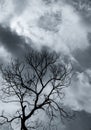 Silhouette dead tree and branch on grey sky background. Black branches of tree. Nature texture background. Art background for sad Royalty Free Stock Photo