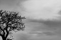 Silhouette dead tree and branch on grey sky background. Black branches of tree. Nature texture background. Art background for sad Royalty Free Stock Photo