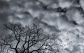 Silhouette dead tree and branch on grey sky background. Black branches of tree. Nature texture background. Art background for sad Royalty Free Stock Photo