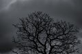 Silhouette dead tree and branch on grey sky background. Black branches of tree. Nature texture background. Art background for sad Royalty Free Stock Photo