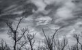 Silhouette dead tree and branch on grey sky background. Black branches of tree. Nature texture background. Art background for sad Royalty Free Stock Photo