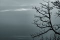 Silhouette dead tree and branch on grey sky background. Black branches of tree. Nature texture background. Art background for sad Royalty Free Stock Photo