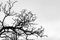 Silhouette dead tree and branch isolated on white background. Background for death, hopeless, despair,sad, and lament concept. Royalty Free Stock Photo