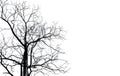 Silhouette dead tree and branch isolated on white background. Black branches of tree backdrop. Nature texture background. Tree Royalty Free Stock Photo