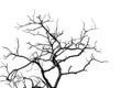 Silhouette dead tree and branch isolated on white background. Black branches of tree backdrop. Nature texture background. Tree Royalty Free Stock Photo