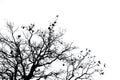 Silhouette dead tree and branch isolated on white background. Black branches of tree backdrop. Nature texture background. Tree Royalty Free Stock Photo