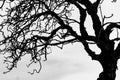 Silhouette dead tree and branch isolated on white background. Black branches of tree backdrop. Nature texture background. Tree Royalty Free Stock Photo