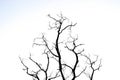 Silhouette dead tree and branch isolated on white background Royalty Free Stock Photo