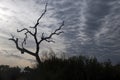 Silhouette of dead tree branches against a cloudy sky Royalty Free Stock Photo