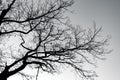 Silhouette dead tree and branches on gray sky. Background for peaceful death, lonely, sad, hopeless, tranquil, and despair. Sad of Royalty Free Stock Photo