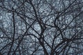 Silhouette dead tree and branches in the spooky forest at scary night. nature and halloween horror background Royalty Free Stock Photo