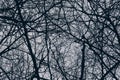 Silhouette dead tree and branches in the spooky forest at scary night. nature and halloween horror background Royalty Free Stock Photo