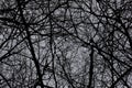 Silhouette dead tree and branches in the spooky forest at scary night. nature and halloween horror background Royalty Free Stock Photo