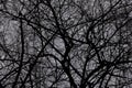 Silhouette dead tree and branches in the spooky forest at scary night. nature and halloween horror background Royalty Free Stock Photo