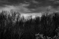 Silhouette dead tree on dark dramatic grey sky and clouds background for scary, death, and peace concept. Dragonfly on tree Royalty Free Stock Photo