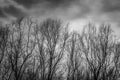 Silhouette dead tree on dark dramatic grey sky and clouds background for scary, death, and peace concept. Halloween day Royalty Free Stock Photo