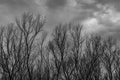Silhouette dead tree on dark dramatic grey sky and clouds background for scary, death, and peace concept. Halloween day