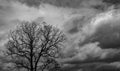 Silhouette dead tree on dark dramatic grey sky and clouds background for scary, death, and peace concept. Halloween day Royalty Free Stock Photo