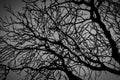 Silhouette dead tree on dark dramatic grey sky and clouds background for scary, death, and peace concept. Halloween day Royalty Free Stock Photo