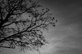 Silhouette dead tree on dark dramatic grey sky and clouds background for scary, death, and peace concept. Halloween day Royalty Free Stock Photo