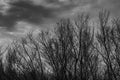 Silhouette dead tree on dark dramatic grey sky and clouds background for scary, death, and peace concept. Halloween day Royalty Free Stock Photo