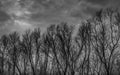 Silhouette dead tree on dark dramatic grey sky and clouds background for scary, death, and peace concept. Halloween day Royalty Free Stock Photo