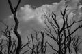 Silhouette dead tree on dark dramatic grey sky and white cumulus clouds background for scary, death, and peaceful concept. Art