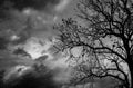 Silhouette dead tree on dark dramatic sky background for scary or death. Halloween night. Hopeless, despair, and lament concept. Royalty Free Stock Photo