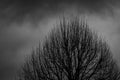 Silhouette dead tree on dark dramatic sky background for scary or death. Halloween night. Hopeless, despair,sad and lament concept Royalty Free Stock Photo