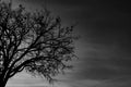 Silhouette dead tree on dark dramatic sky background for scary or death. Halloween night. Hopeless, despair,sad and lament concept