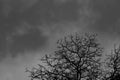 Silhouette dead tree on dark dramatic sky background for scary or death. Halloween night. Hopeless, despair,sad and lament concept Royalty Free Stock Photo