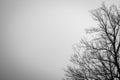 Silhouette dead tree on dark dramatic sky background for scary or death. Halloween night. Hopeless, despair,sad and lament concept Royalty Free Stock Photo