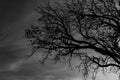 Silhouette dead tree on dark dramatic sky background for scary or death. Halloween night. Hopeless, despair,sad and lament concept Royalty Free Stock Photo