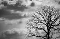 Silhouette dead tree on dark dramatic sky background for scary or death. Halloween night. Hopeless, despair,sad and lament concept Royalty Free Stock Photo