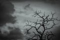 Silhouette dead tree on dark dramatic sky background for scary or death. Leafless tree branch. Hopeless, despair,sad and lament Royalty Free Stock Photo