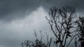 Silhouette dead tree on dark dramatic sky and black clouds. Dark sky and dead tree background for Halloween day. Dead tree Royalty Free Stock Photo