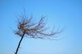 Silhouette dead tree on dark dramatic sky and blue clouds Royalty Free Stock Photo
