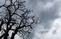 Silhouette dead tree on dark dramatic sky. Dark sky and dead tree background for Halloween day. Dead tree branches. Leafless tree Royalty Free Stock Photo