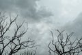 Silhouette dead tree on dark dramatic sky and gray clouds. Dark sky and dead tree background for Halloween day. Dead tree branches Royalty Free Stock Photo